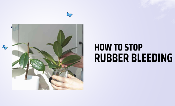 how to stop rubber bleeding